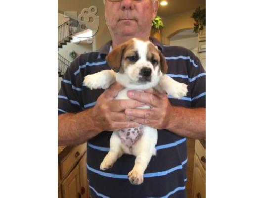 καθαρό αγγλικό μπουλντόγκ ένα αρσενικό κουτάβι και ένα κουτάβι σκύλου κουταβιού...